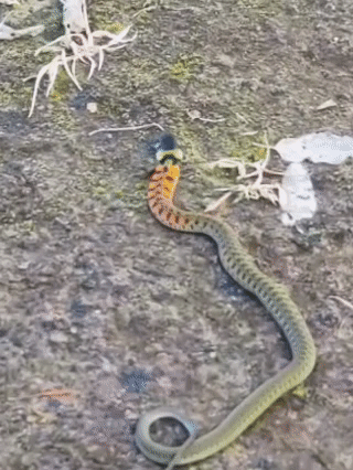 皇冠登3代理申请
_内蒙古赤峰有人拍到了“鸡脖子蛇”皇冠登3代理申请
,有毒!千万小心!