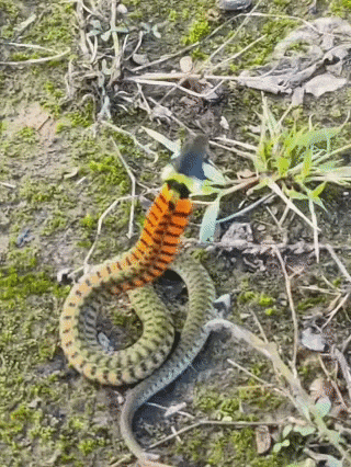 皇冠登3代理申请
_内蒙古赤峰有人拍到了“鸡脖子蛇”皇冠登3代理申请
,有毒!千万小心!