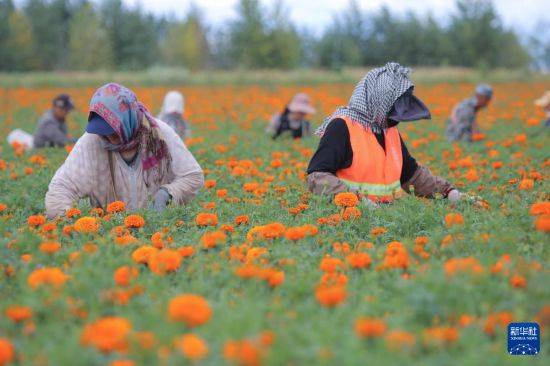 皇冠信用开户_立秋农事正当忙