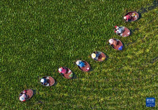 皇冠信用开户_立秋农事正当忙