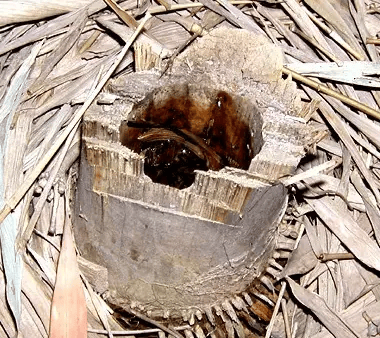 皇冠信用网账号注册_家里的这几个地方皇冠信用网账号注册，正悄悄“养”出花斑蚊！快自查→