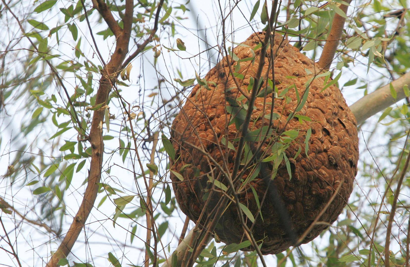 马鲁特联vs永亚卡达_两儿童遭蜂群蜇伤身亡马鲁特联vs永亚卡达,养蜂人涉过失致人死亡被立案!胡蜂养殖监管存模糊地带