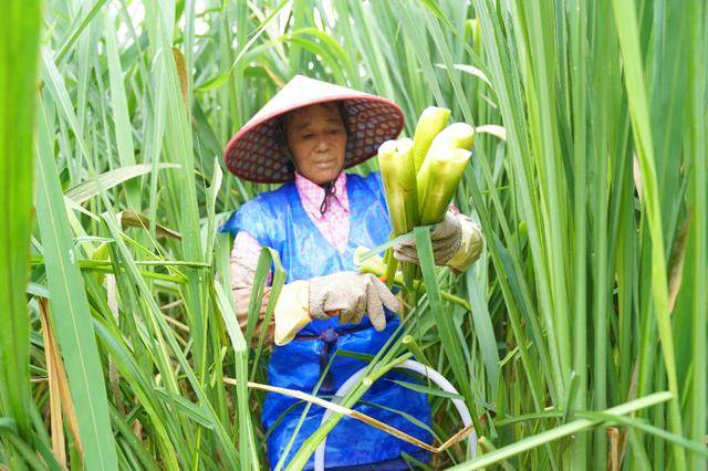 成县：山海协奏“茭”响曲 | 法国乙组联赛