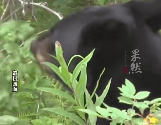 皇冠信用網出租代理
_西安一女子上山采摘山茱萸皇冠信用網出租代理
,突然被黑熊从身后扑倒撕咬了三四分钟,见她不再动弹后黑熊才离开!家属:头部、手腕及耳朵被咬伤