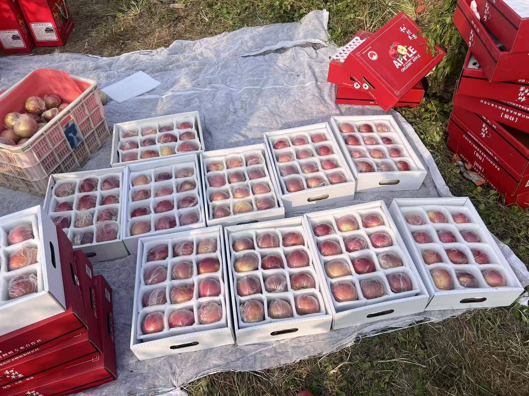 皇冠信用网平台开户
_“淮北为啥不种橘子皇冠信用网平台开户
?”果农:因为我们有更甜的王牌