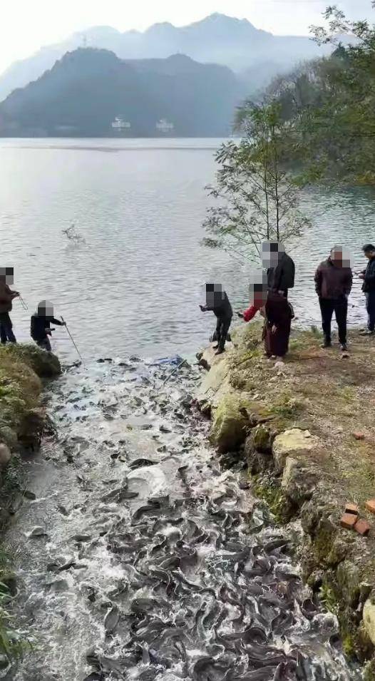 信用盘如何申请
_都江堰一水库被放生万斤外来物种埃及塘鲺?官方澄清:已进行阻止和打捞信用盘如何申请
,经鉴定是本地八须鲶