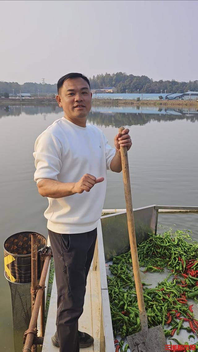 皇冠b盘_谁说湖南只有人爱吃辣皇冠b盘，长沙小伙日投2000公斤辣椒喂鱼